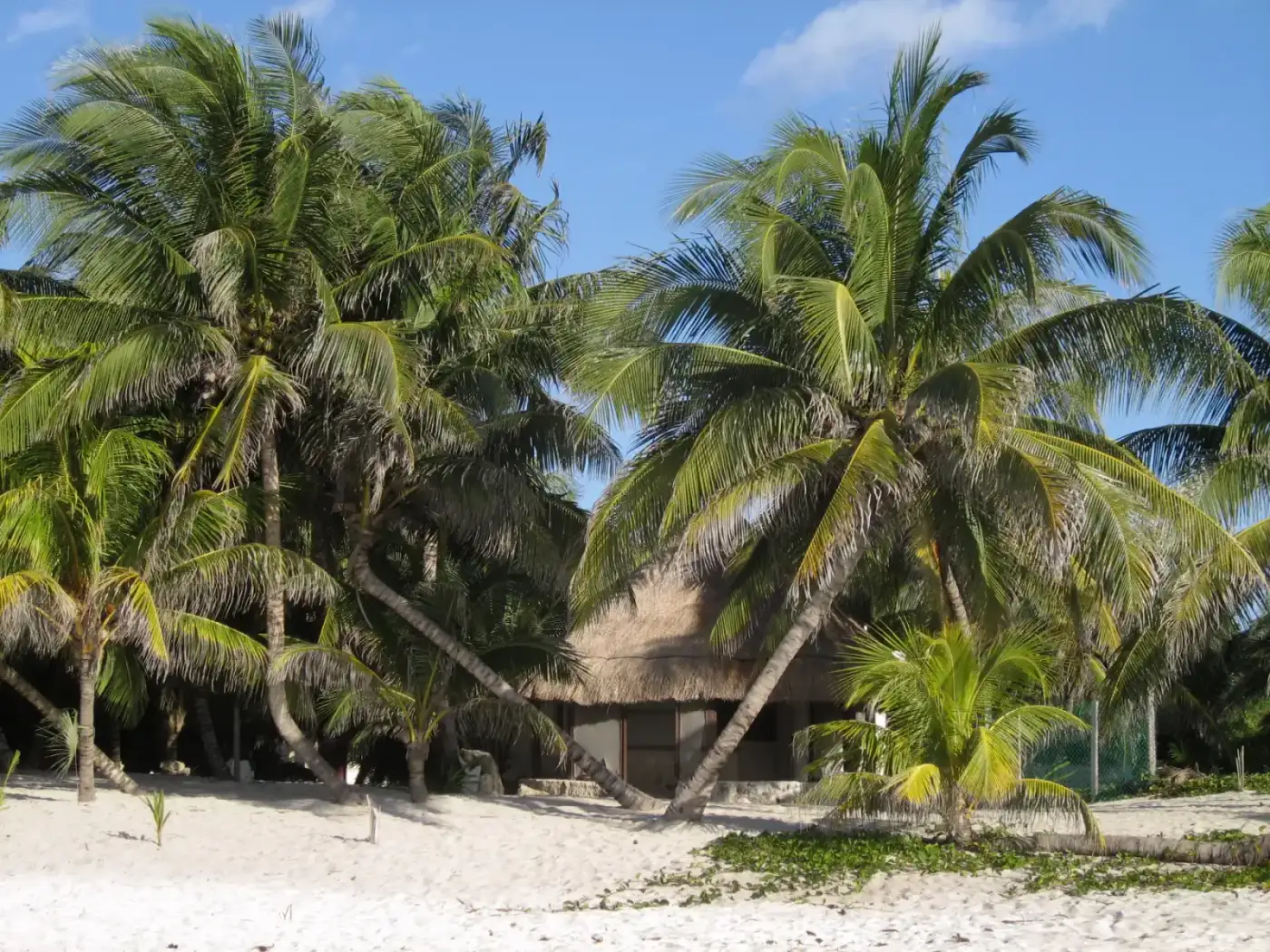 Playa de palmeras en Yucatán, Riviera Maya
